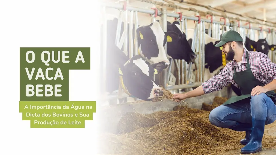 O Que a Vaca Bebe? Descubra o que Comporta a Dieta Hídrica de um dos Animais Mais Importantes para a Pecuária