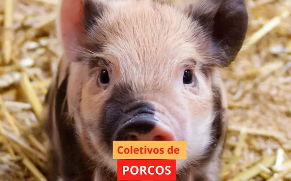 Coletivo de Porcos: Como se Chama e Por Que é Importante Entender Esse Termo?